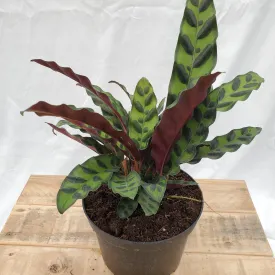 6" calathea lancifolia