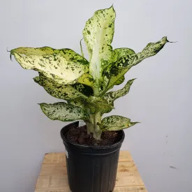8" dieffenbachia mary