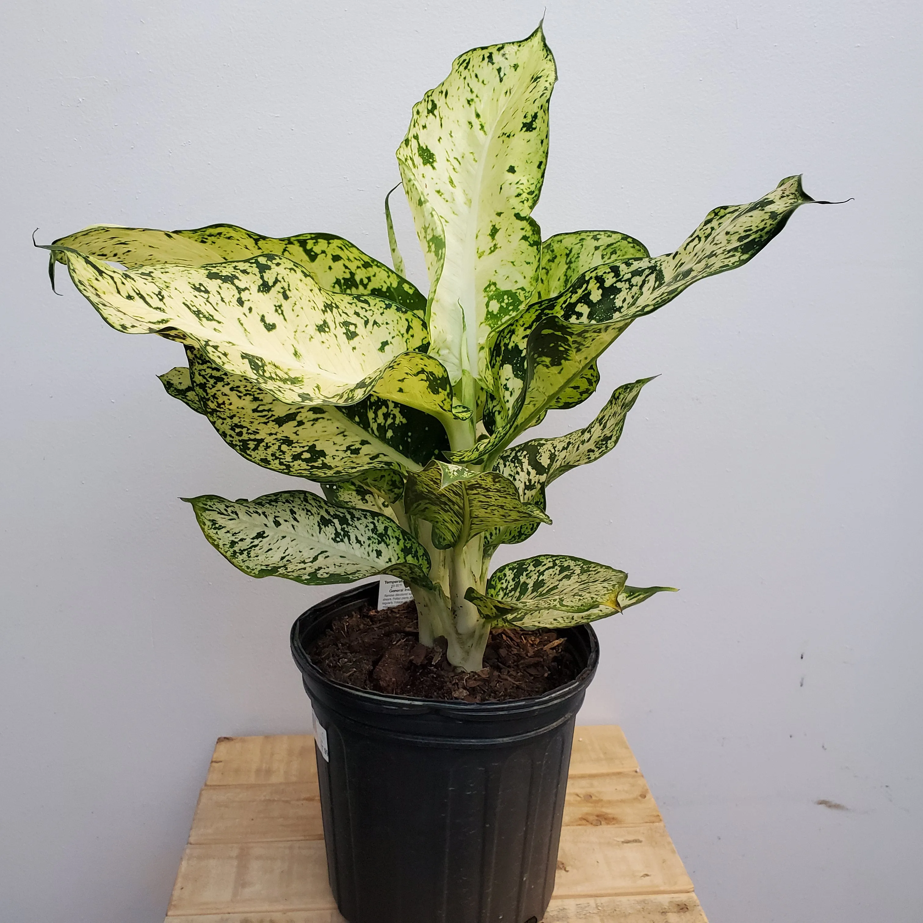 8" dieffenbachia mary