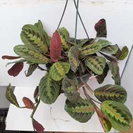 8" maranta red