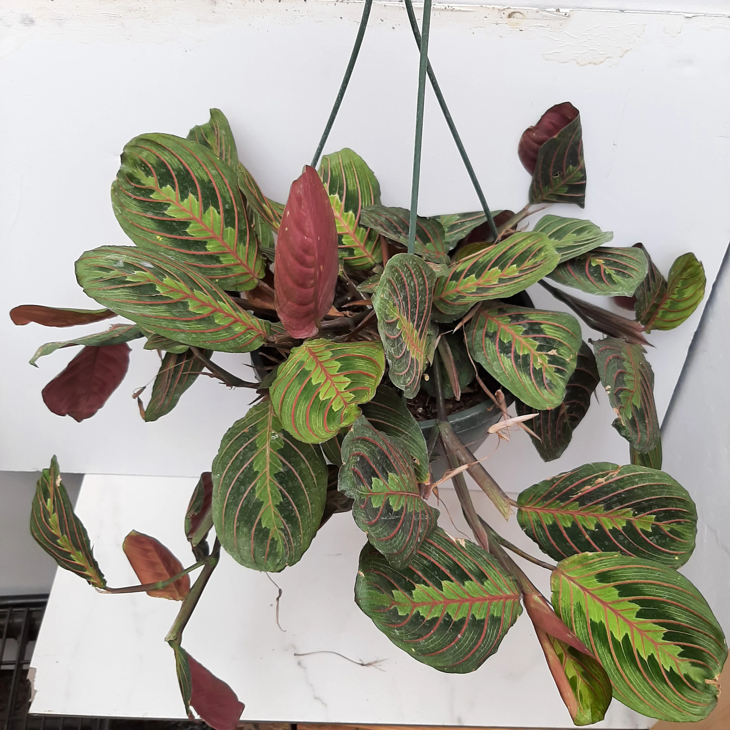 8" maranta red